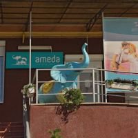 АМЕДА фото