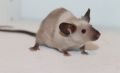 Исследование: крысы диагностируют туберкулез лучше любых тестов