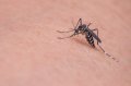 Стоит ли беспокоиться об укусах комаров?