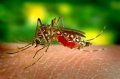 В Киеве зафиксированы смертельные случаи от малярии