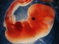 Ученые скрестили человека и обезьяну