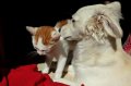 Владельцы котов и собак переносят коронавирус бессимптомно