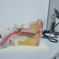 Фабрика слуха на Зоологической 3 фото