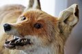 Смертельная болезнь в Черкасской области: объявлен карантин на два месяца