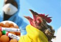 В Белоцерковском районе обнаружили птичий грипп