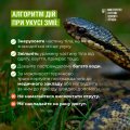 Що робити, якщо вкусила гадюка: алгоритм дій