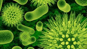 Болезнетворные вирусы можно направить на борьбу с раком