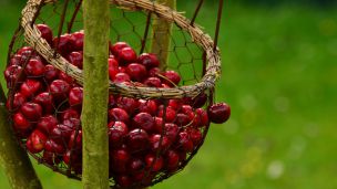 Как вишня может улучшить здоровье человека