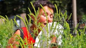 «Бабье лето»: опасность для аллергиков