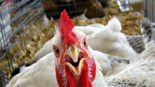 В США начали «выращивать» мясо из… перьев