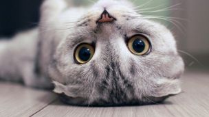 Правда ли, что кошки – домашние доктора?