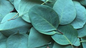 «Хлорофиллипт»: 15 способов использования