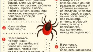 Как уберечься от клещей: советы доктора Комаровского