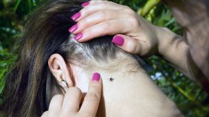 Что делать, если ребенка укусил клещ