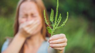 Что нужно знать, если у вас аллергия на амброзию
