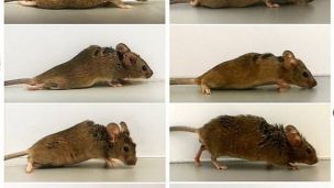 Медики смогли вылечить парализованную мышь – она снова начала ходить