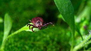 Что такое болезнь Лайма