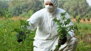 Як насправді виглядає амброзія і чому вона така алергенна?