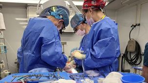 Эксперимент в США: свиная печень в течение 72 часов фильтровала кровь человека