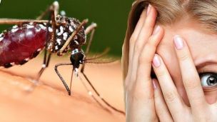 Ширяться хвороби, що передаються через укуси комарів