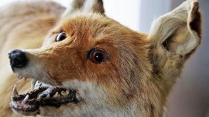 Смертельна хвороба на Черкащині: оголошено карантин на два місяці