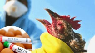 У Білоцерківському районі знайшли пташиний грип