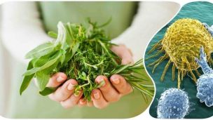 Рослини проти раку: вчені назвали топ-3