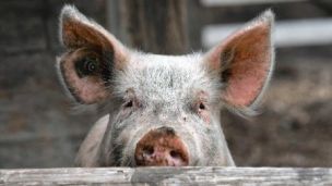 Спалах африканської чуми свиней на Вінниччині