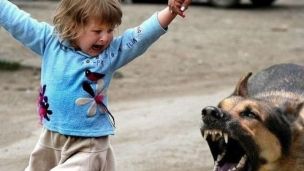 Будьте обережні: сказ – 100% смертельна хвороба