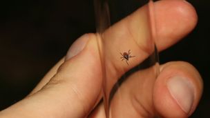 Розпочався сезон кліщів: як захиститися та що робити при укусі