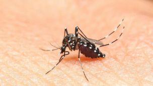 Осторожно: в Украине появился комар, укус которого может парализовать