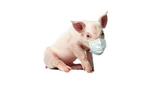 На Закарпатье появился свиной грипп