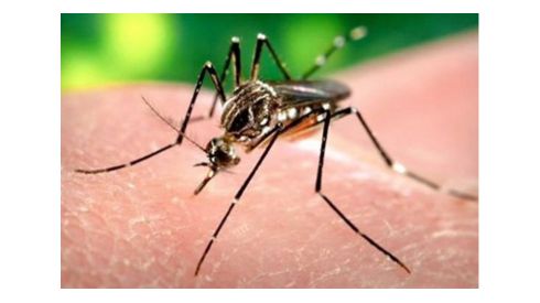 Новые исследования вируса Зика: каким образом он передается