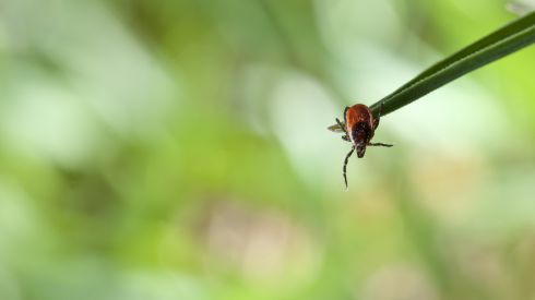 Куда обращаться в Киеве в случае укуса клеща