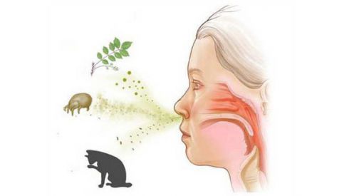 Аллергический насморк: как убрать заложенность носа?