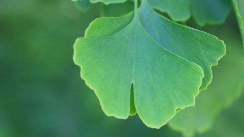 Рассекречено средство, помогающее справиться с инсультом