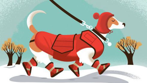 Зимуем с питомцем: как избежать болезней и справиться с холодами