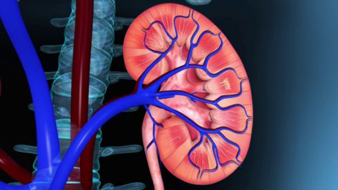 Какими повседневными привычками мы убиваем почки?