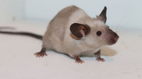 Исследование: крысы диагностируют туберкулез лучше любых тестов