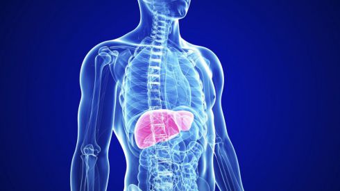 Как уберечь печень от болезней: 9 простых советов