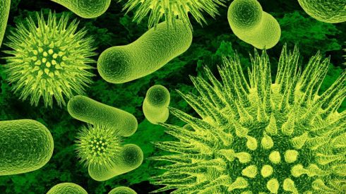 Болезнетворные вирусы можно направить на борьбу с раком