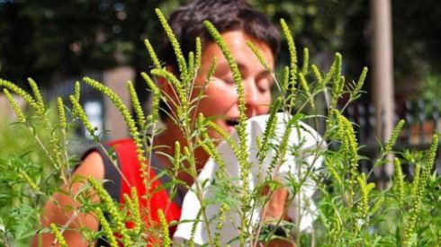 «Бабье лето»: опасность для аллергиков