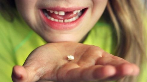 Выбитый зуб можно приживить