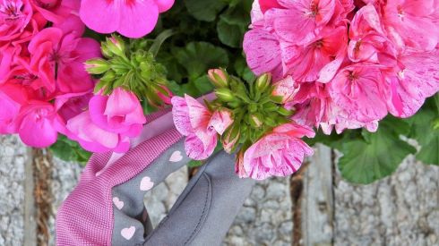 5 комнатных растений, очищающих воздух