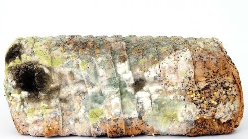 Опасна ли плесень на продуктах?