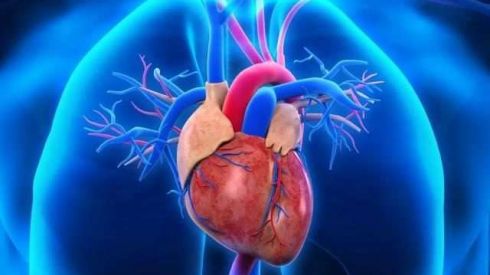 В Израиле создали на 3D-принтере живое сердце человека (ФОТО, ВИДЕО)