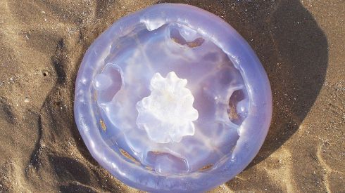 Что делать, если ужалила медуза