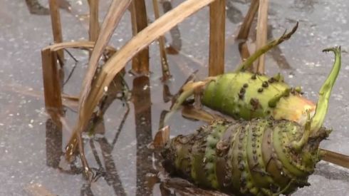 Третьеклассник умер, отравившись ядовитым растением
