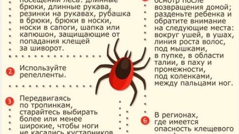 Как уберечься от клещей: советы доктора Комаровского