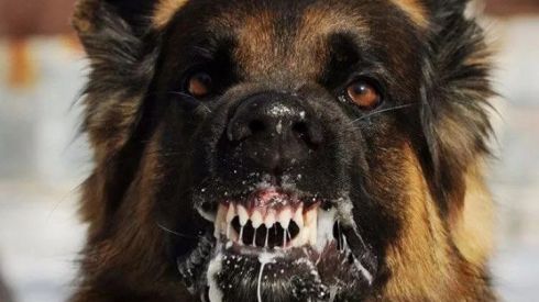 Что делать, если укусила собака